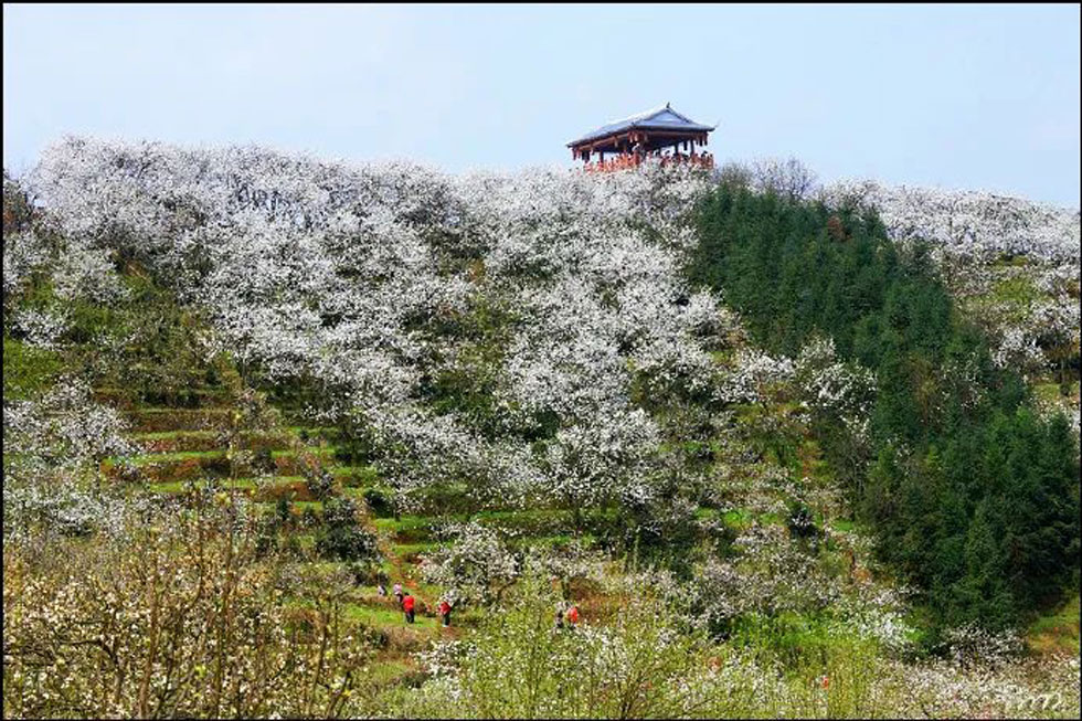 【春天，广西桂林灌阳县向您发出邀请！】我们在灌阳看梨花 - 游山玩水 - 鄂州生活社区 - 鄂州28生活网 ez.28life.com