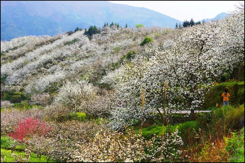 【春天，广西桂林灌阳县向您发出邀请！】我们在灌阳看梨花 - 游山玩水 - 鄂州生活社区 - 鄂州28生活网 ez.28life.com