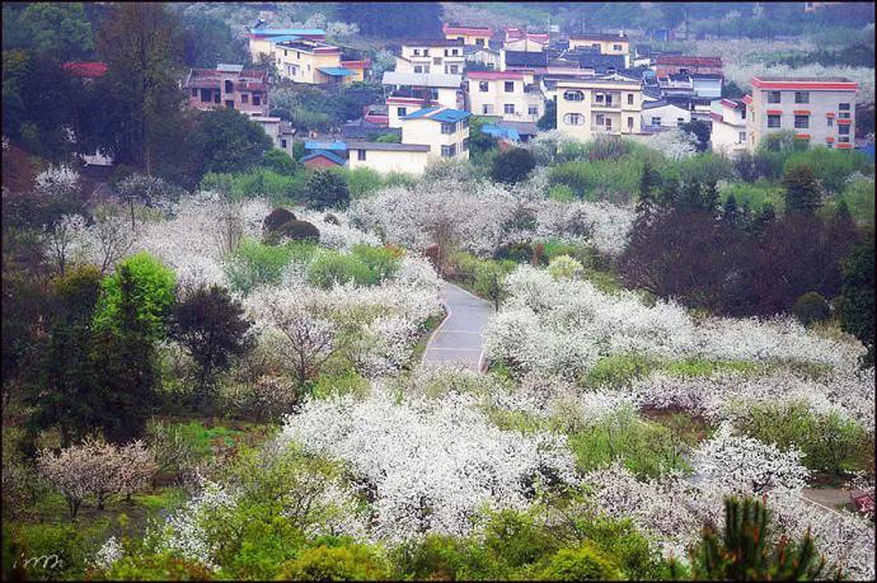 【春天，广西桂林灌阳县向您发出邀请！】我们在灌阳看梨花 - 游山玩水 - 鄂州生活社区 - 鄂州28生活网 ez.28life.com