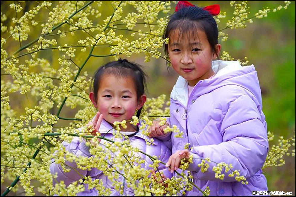 【春天，广西桂林灌阳县向您发出邀请！】米珠山前有片山苍子花在飘香 - 游山玩水 - 鄂州生活社区 - 鄂州28生活网 ez.28life.com