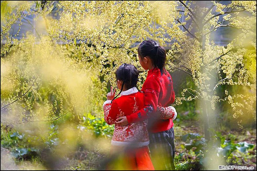 【春天,广西桂林灌阳县向您发出邀请!】米珠山前有片山苍子花在飘香 - 游山玩水 - 鄂州生活社区 - 鄂州28生活网 ez.28life.com