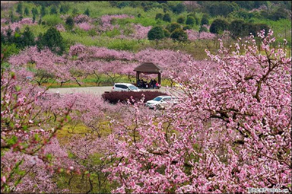 【春天,广西桂林灌阳县向您发出邀请!】官庄村有个醉美的桃花园 - 游山玩水 - 鄂州生活社区 - 鄂州28生活网 ez.28life.com