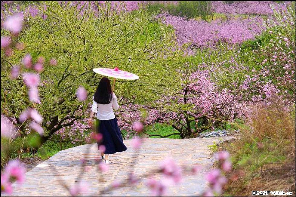 【春天,广西桂林灌阳县向您发出邀请!】官庄村有个醉美的桃花园 - 游山玩水 - 鄂州生活社区 - 鄂州28生活网 ez.28life.com