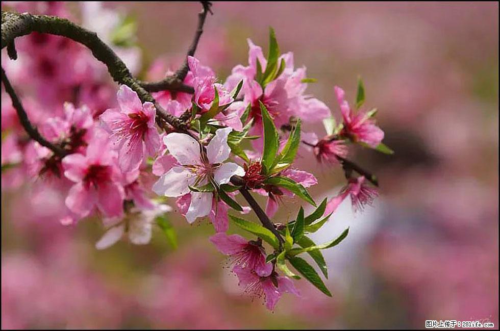 【春天,广西桂林灌阳县向您发出邀请!】官庄村有个醉美的桃花园 - 游山玩水 - 鄂州生活社区 - 鄂州28生活网 ez.28life.com