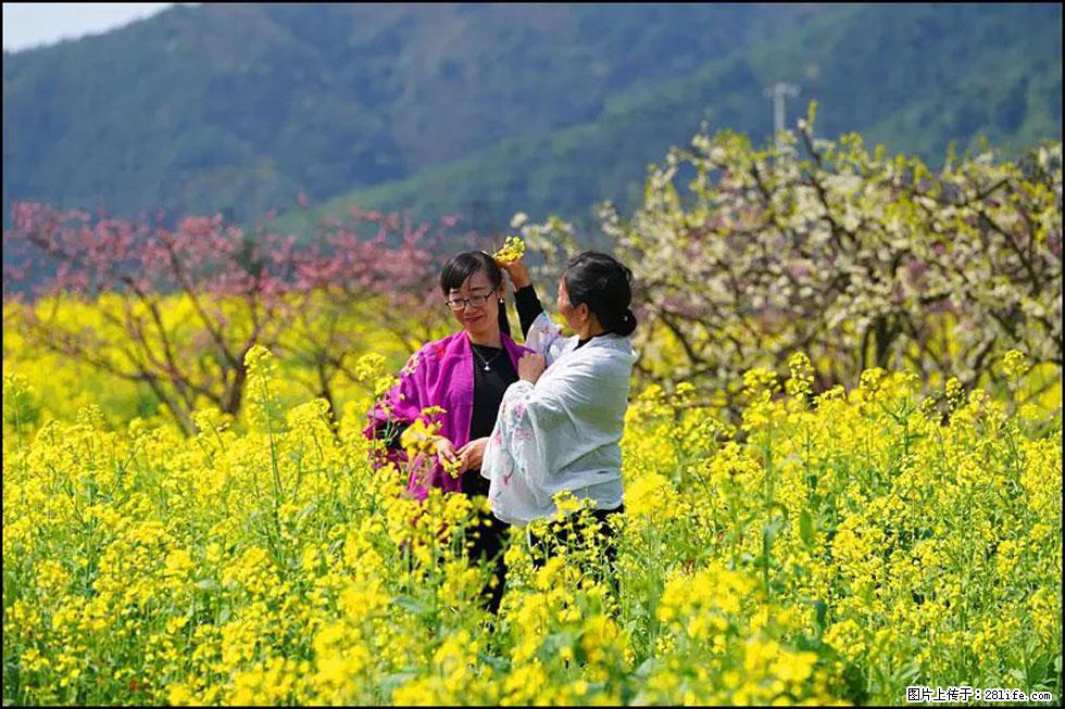 【春天,广西桂林灌阳县向您发出邀请!】长坪村油菜盛情花开 - 游山玩水 - 鄂州生活社区 - 鄂州28生活网 ez.28life.com