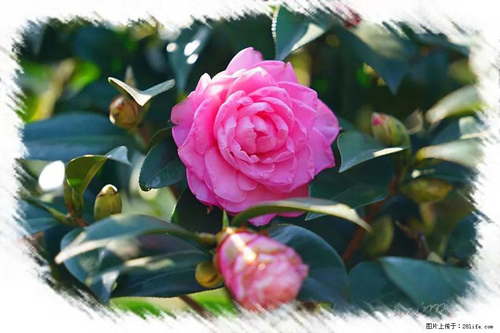 【春天,广西桂林灌阳县向您发出邀请!】杨柳井茶花惹人爱 - 游山玩水 - 鄂州生活社区 - 鄂州28生活网 ez.28life.com