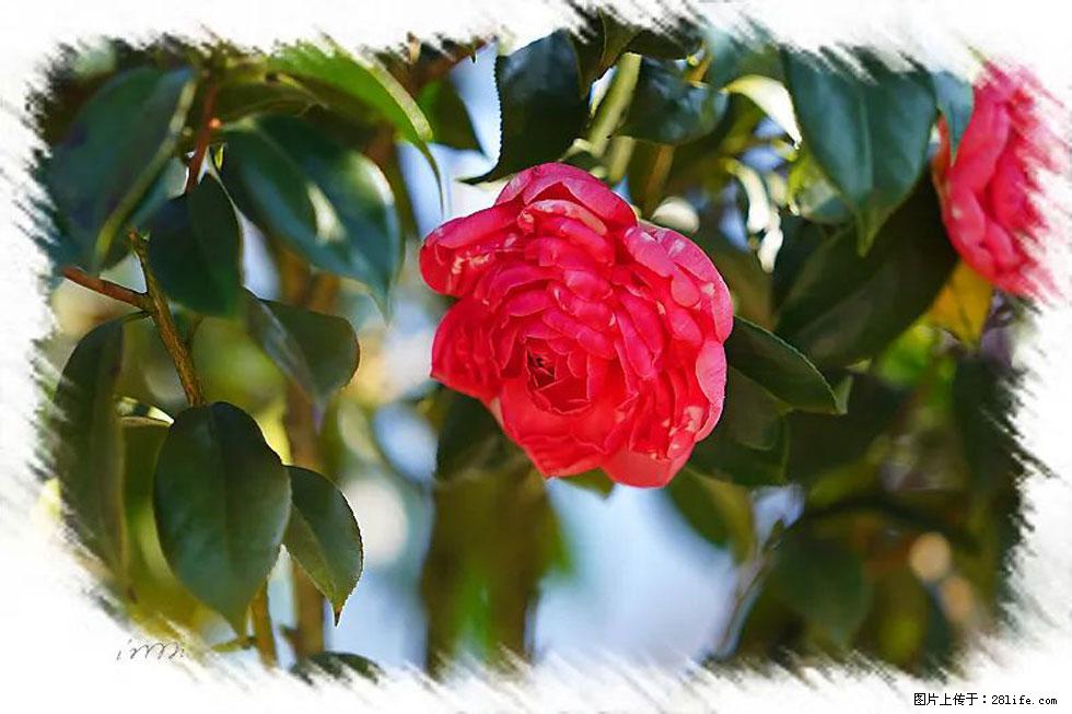 【春天,广西桂林灌阳县向您发出邀请!】杨柳井茶花惹人爱 - 游山玩水 - 鄂州生活社区 - 鄂州28生活网 ez.28life.com