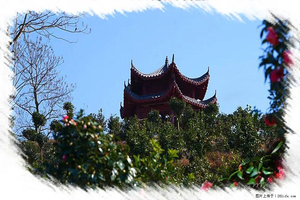 【春天,广西桂林灌阳县向您发出邀请!】杨柳井茶花惹人爱 - 游山玩水 - 鄂州生活社区 - 鄂州28生活网 ez.28life.com