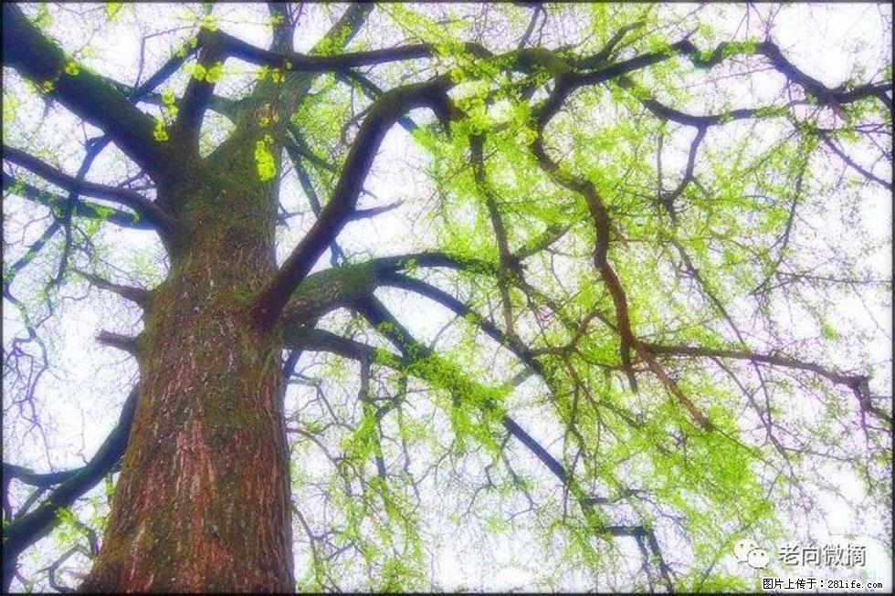 【春天,广西桂林灌阳县向您发出邀请!】在小龙村与春天约会 - 游山玩水 - 鄂州生活社区 - 鄂州28生活网 ez.28life.com