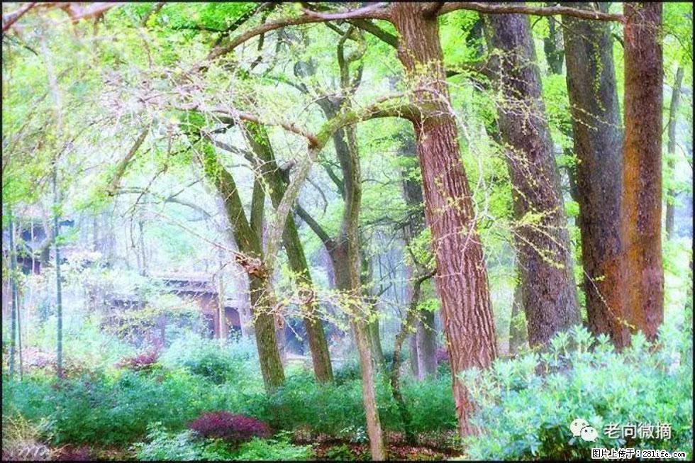 【春天,广西桂林灌阳县向您发出邀请!】在小龙村与春天约会 - 游山玩水 - 鄂州生活社区 - 鄂州28生活网 ez.28life.com