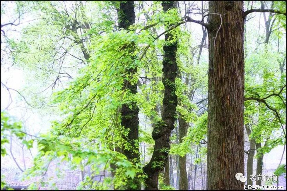 【春天,广西桂林灌阳县向您发出邀请!】在小龙村与春天约会 - 游山玩水 - 鄂州生活社区 - 鄂州28生活网 ez.28life.com