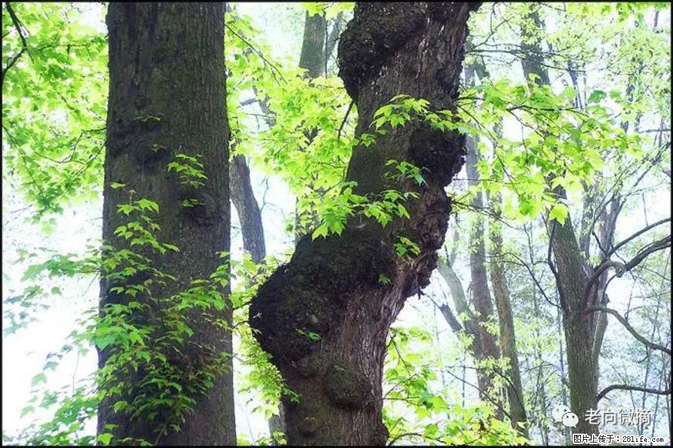 【春天,广西桂林灌阳县向您发出邀请!】在小龙村与春天约会 - 游山玩水 - 鄂州生活社区 - 鄂州28生活网 ez.28life.com