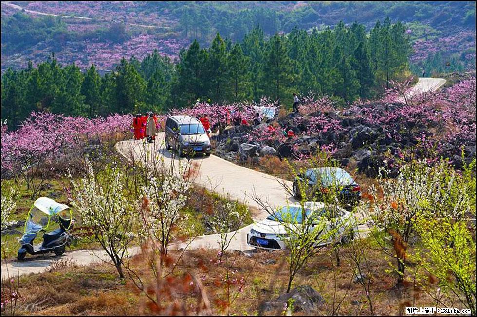 【春天，广西桂林灌阳县向您发出邀请！】望月岭上桃花开 - 游山玩水 - 鄂州生活社区 - 鄂州28生活网 ez.28life.com
