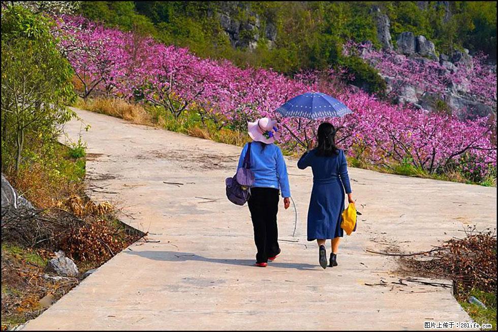 【春天，广西桂林灌阳县向您发出邀请！】望月岭上桃花开 - 游山玩水 - 鄂州生活社区 - 鄂州28生活网 ez.28life.com