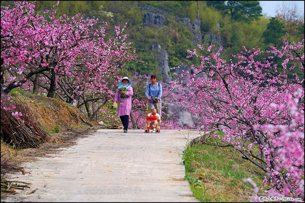 【春天，广西桂林灌阳县向您发出邀请！】望月岭上桃花开 - 游山玩水 - 鄂州生活社区 - 鄂州28生活网 ez.28life.com