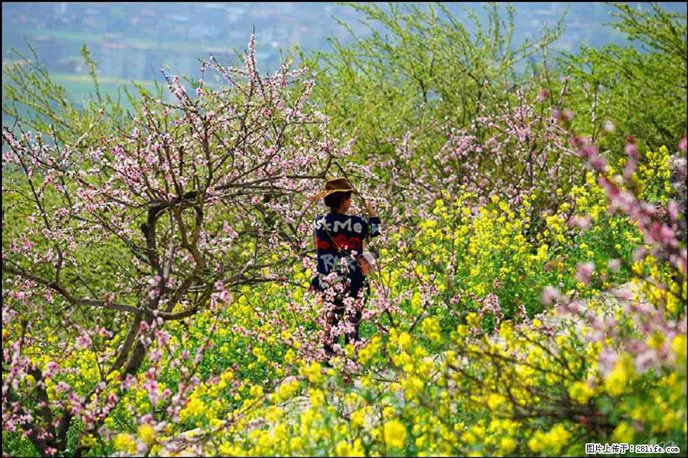 【春天，广西桂林灌阳县向您发出邀请！】望月岭上桃花开 - 游山玩水 - 鄂州生活社区 - 鄂州28生活网 ez.28life.com