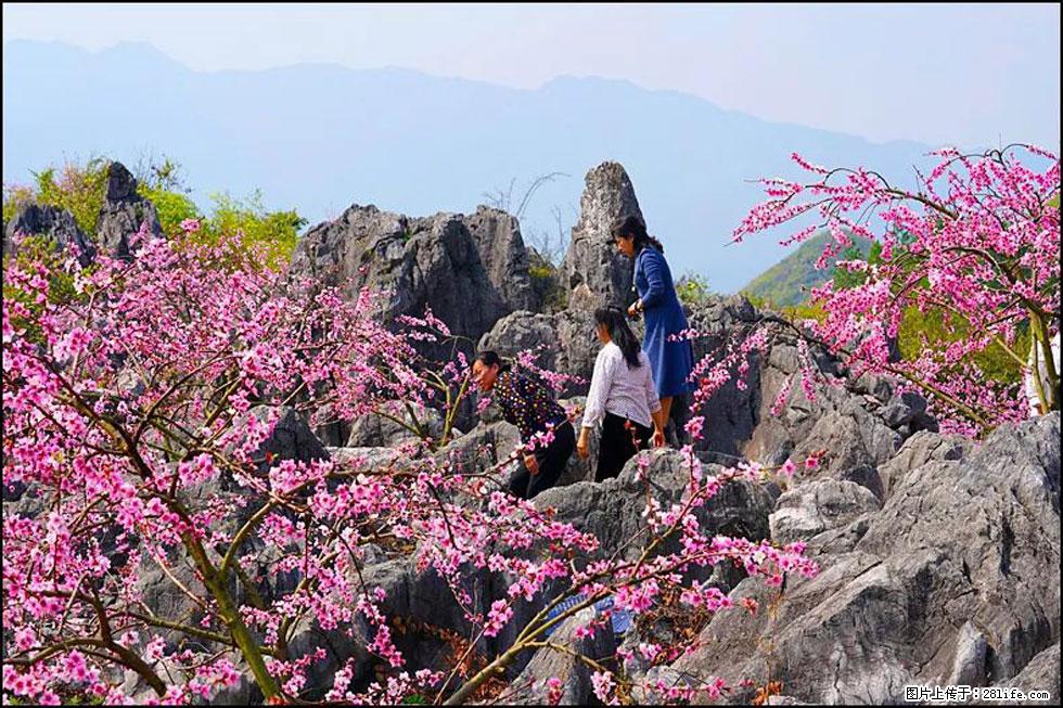 【春天，广西桂林灌阳县向您发出邀请！】望月岭上桃花开 - 游山玩水 - 鄂州生活社区 - 鄂州28生活网 ez.28life.com