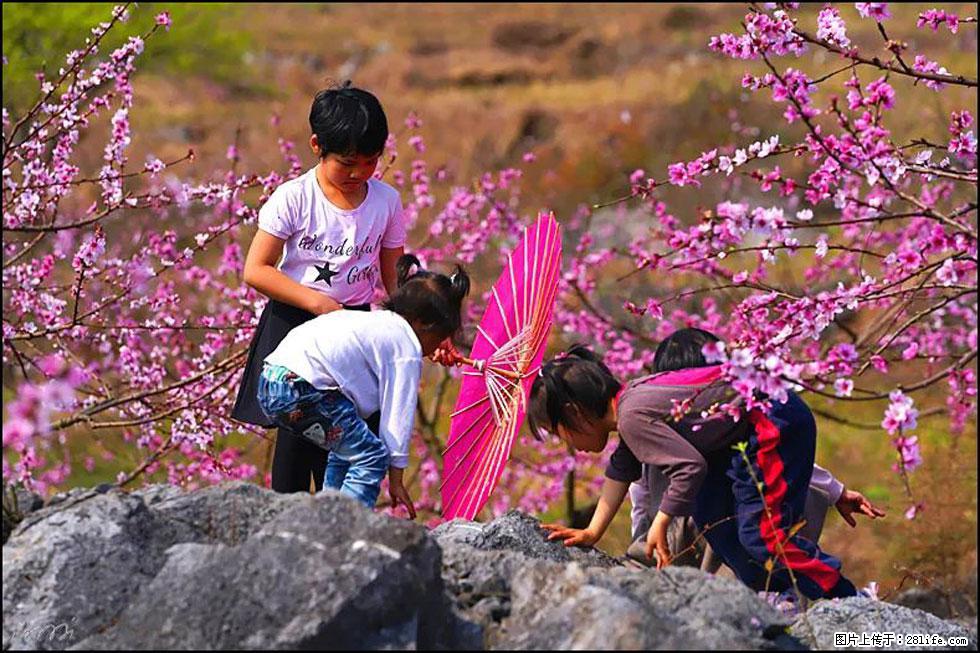 【春天，广西桂林灌阳县向您发出邀请！】望月岭上桃花开 - 游山玩水 - 鄂州生活社区 - 鄂州28生活网 ez.28life.com