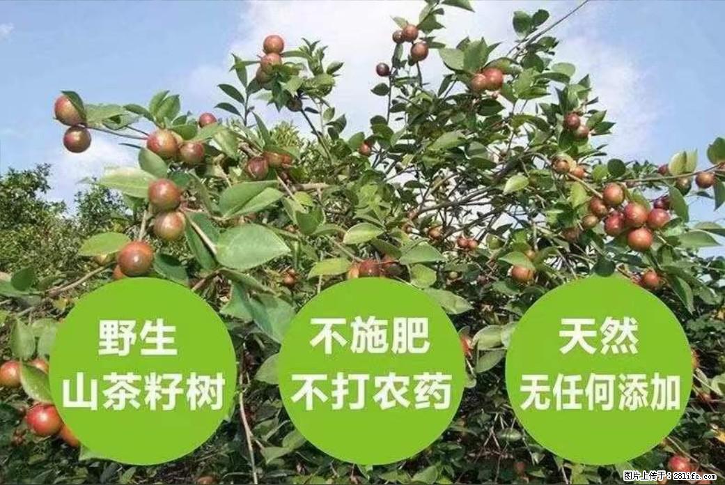 【灌阳县油茶产业示范区】一个有着充实的精神生活的人,对待身外之物自会有一种淡泊的态度 - 美食天地 - 鄂州生活社区 - 鄂州28生活网 ez.28life.com