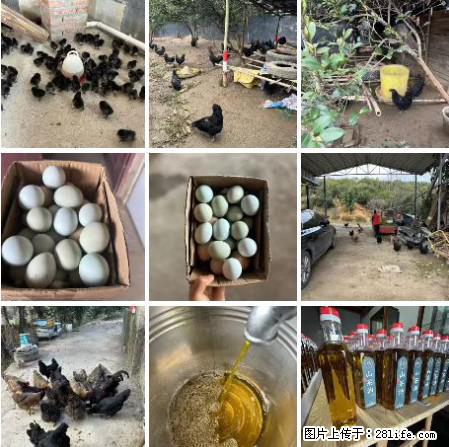 油茶园从小鸡仔开始养起的纯土鸡、土鸡蛋可以预定啦!还有前几天刚榨的纯山茶油哦 - 美食天地 - 鄂州生活社区 - 鄂州28生活网 ez.28life.com