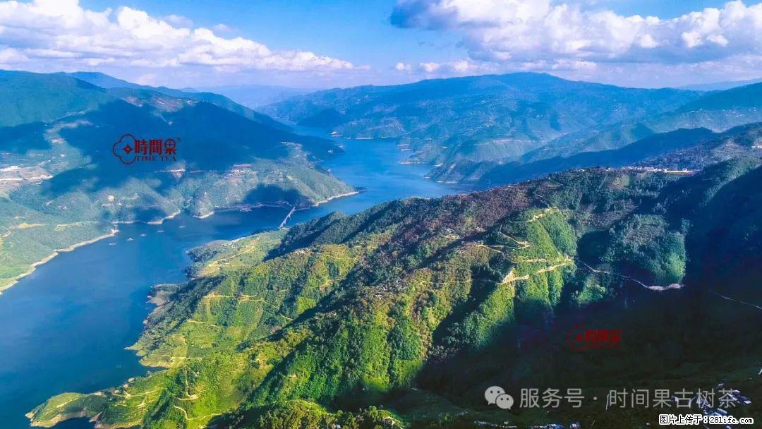 时间果百年古树龙珠普洱生茶 - 购物交流 - 鄂州生活社区 - 鄂州28生活网 ez.28life.com