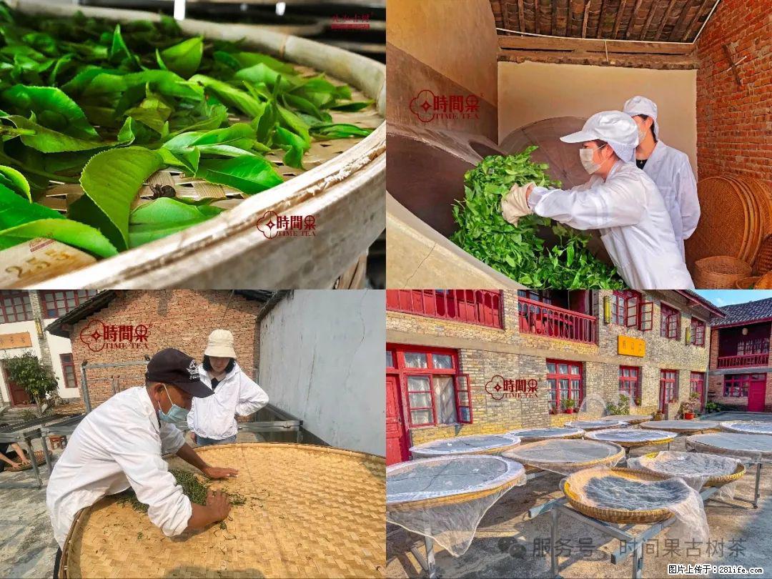 时间果百年古树龙珠普洱生茶 - 购物交流 - 鄂州生活社区 - 鄂州28生活网 ez.28life.com