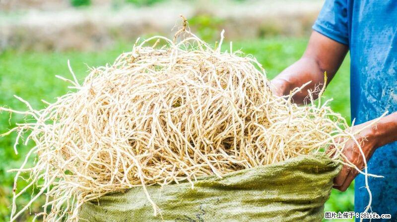 堪称“最难吃”的蔬菜,却是 “抗辐射神器”,还能护肺、清热、止咳化痰! - 鄂州生活资讯 - 鄂州28生活网 ez.28life.com